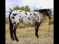 Hindsight!! Gorgeous Appaloosa Gelding for Sale!! Finished Head Horse! Family Safe Trail Horse!