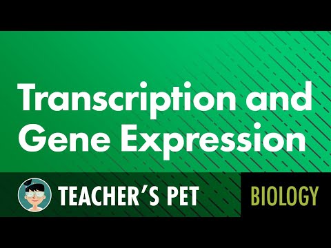 Transcription and Gene Expression