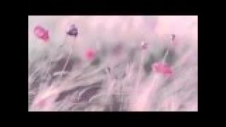 Download lagu 3 HOURS Best Relaxing Music 'Romantic Piano' Background Music for Stress Relief, Therapy, Love mp3