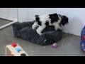 Cockapoo dogs for sale: Gabe - Video 1