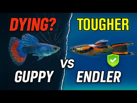 Endlers vs Guppies: What Pet Stores Won’t Tell You!