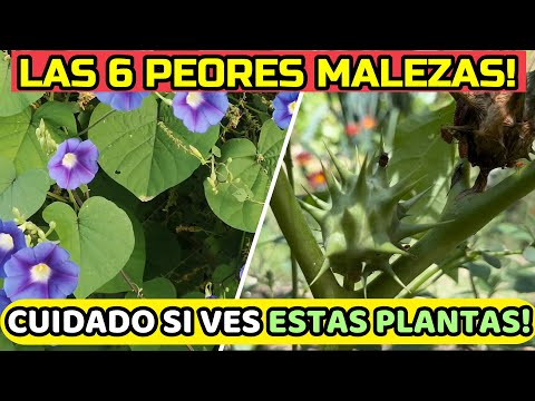 ⚠️ALERTA⚠️ 6 MALAS HIERBAS Que Arruinan Tu Jardín! Plantas Tóxicas e Invasivas!