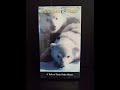 Klondike Snow A Tale Of Twin Polar Bears