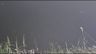Feeding Big Catfish In my Pond