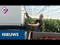 Westlandse kassen komen steeds meer personeel tekort - OMROEP WEST