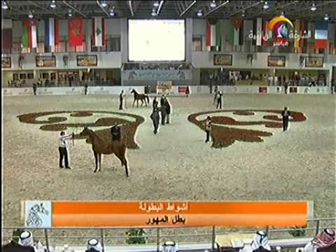 The 14th Sharjah International Arabian Horse Festival "Gold Show"