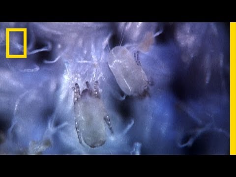 Secret Life of Dust Mites | I Didn't Know That