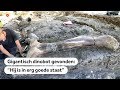 FRANKRIJK: Gigantisch dinosaurusbot gevonden