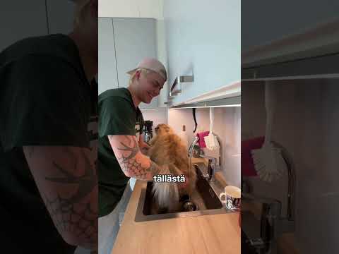 Operaatio pestään Pedron 🍑