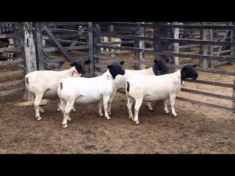 FÊMEAS DORPER BURIÁ