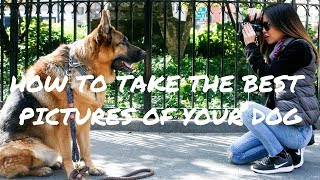 MaQ + Suz - How to Take the Best Pictures of Your Dog