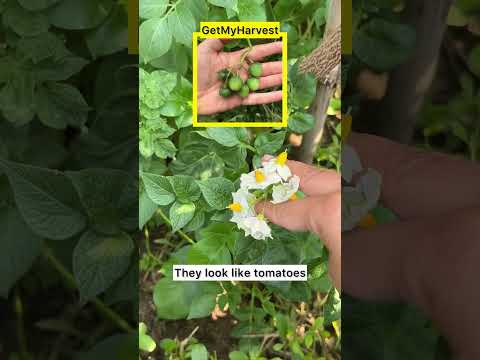 Aloo ke phool || Potato Flowers #shorts