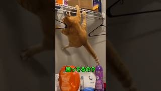 猫を飼うなら目を離しちゃダメな理由