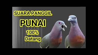 Suara burung punai pikat #punai #suarapunaipikat #suarapunaibetina #suarapunaijantan #suarapunaisiul