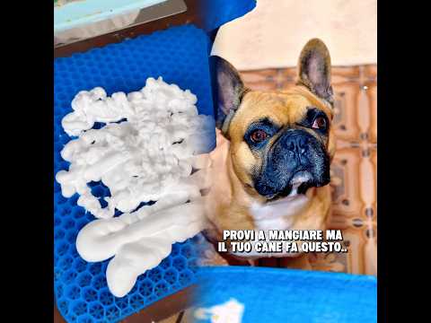 POV provi a mangiare ma il tuo cane fa questo… Commedia, cane, cane divertente, #commedia #cane