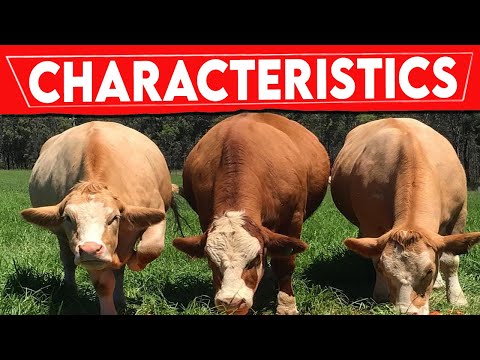 , title : '⭕ SIMMENTAL Cattle Characteristics ✅ Every Breed In The World || SIMMENTAL Bull / Biggest Bulls'