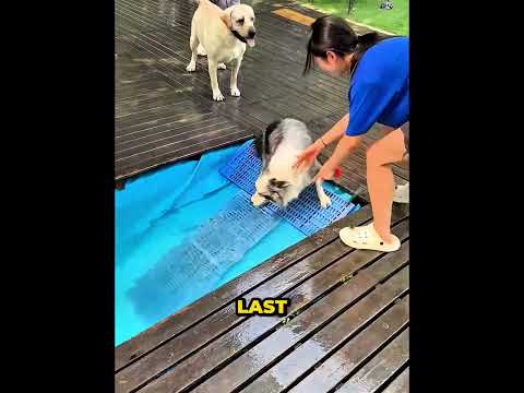 Fat Dog tries to win the race 😂🐶 #shortvideo