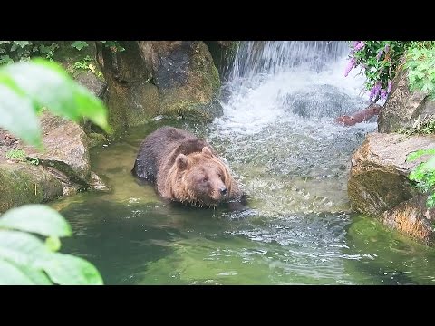 ABBIAMO VISTO UN ORSO! - Day 2 - Parte 2