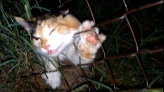 ВОЛНУЮЩИЕ СЛУЧАИ С ЖИВОТНЫМИ #3
