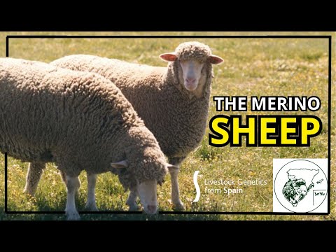 The Merino Sheep - Livestock Genetics From Spain