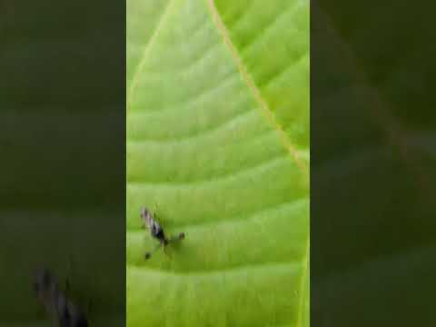 Teleopsis sykesii at nagla point #Teleopsis sykesii #nature #insects #conservative #animals