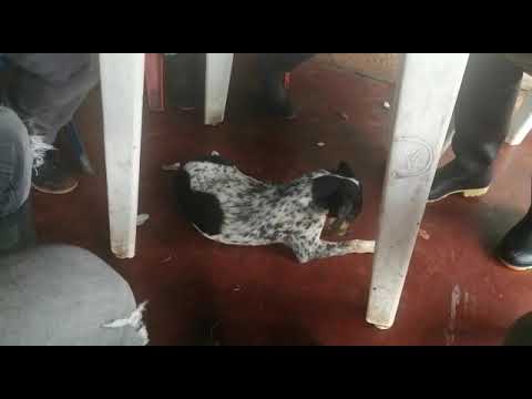 El perro de alias Otoniel