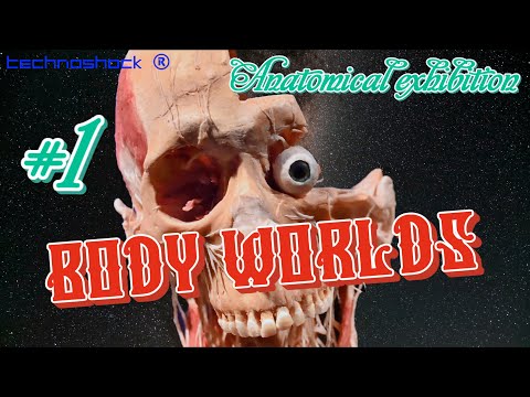 BODY WORLDS. Анатомическая выставка. Часть 1.