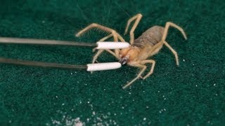 5 Supplies You Need for a Pet Tarantula | Pet Tarantulas