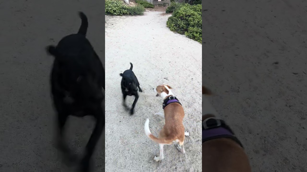 Coco, a ADOPTABLE mixed breed in Incline Village, NV video 2/5