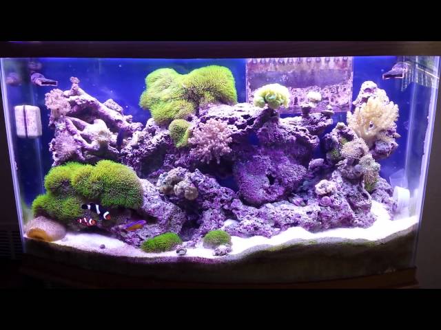 Reef tank saltwater 22 months 46 gallon bow front
