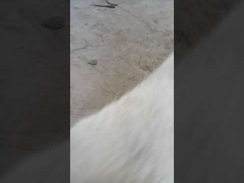 Shikari biraler video