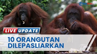 Peringati Hari Lingkungan Hidup Sedunia, BKSDA Kalteng Lakukan Pelepasliaran Orangutan