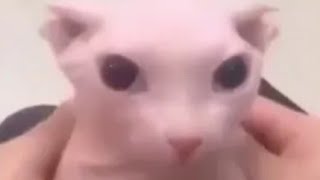 Cover art for bingus :)