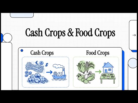 Cash Crops & Food Crops | SIMPLY EXPLAINED