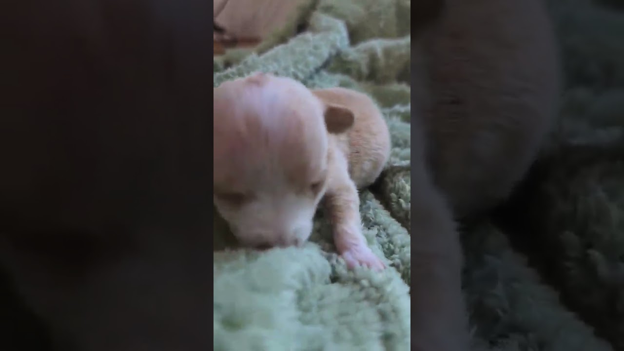 Sprout video
