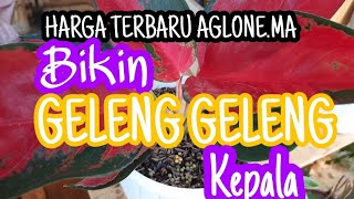 Download lagu HARGA TERBARU AGLONEMA BIKIN GELENG GELENG KEPALA mp3