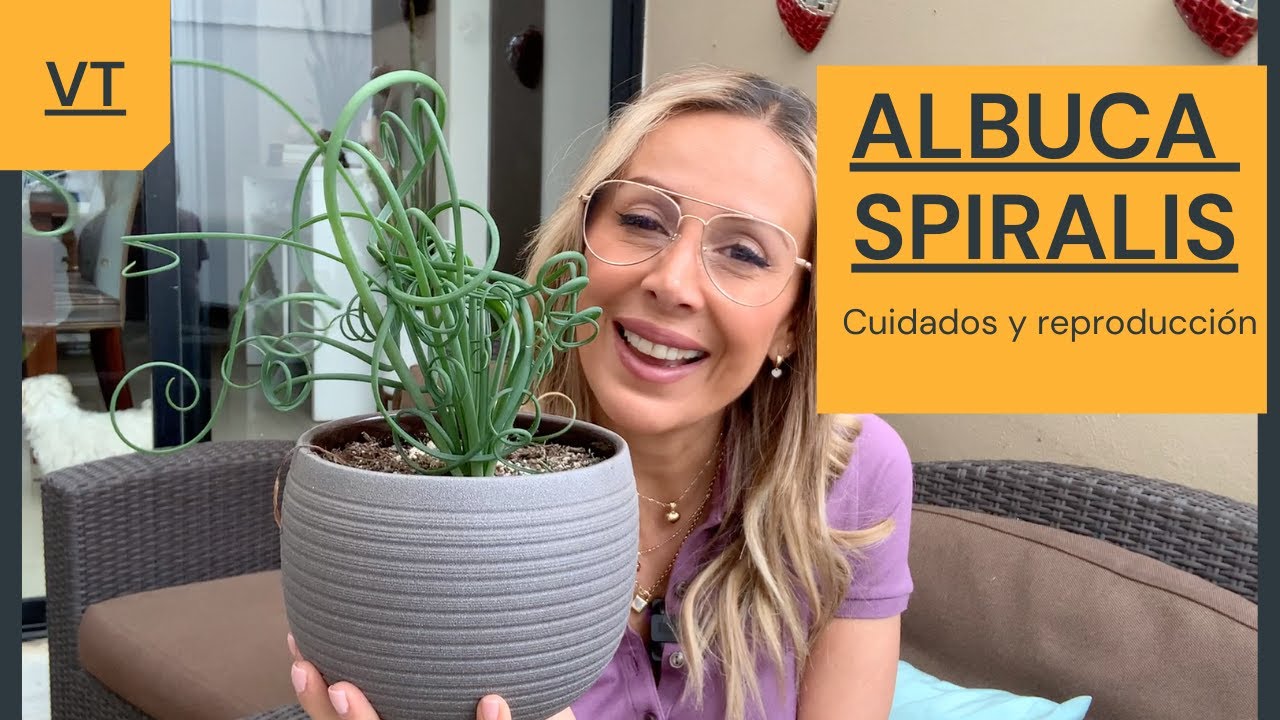 Hablemos de la Albuca Spirallis, una planta muy original