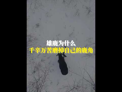 雄鹿為什麼千辛萬苦打磨自己的鹿角