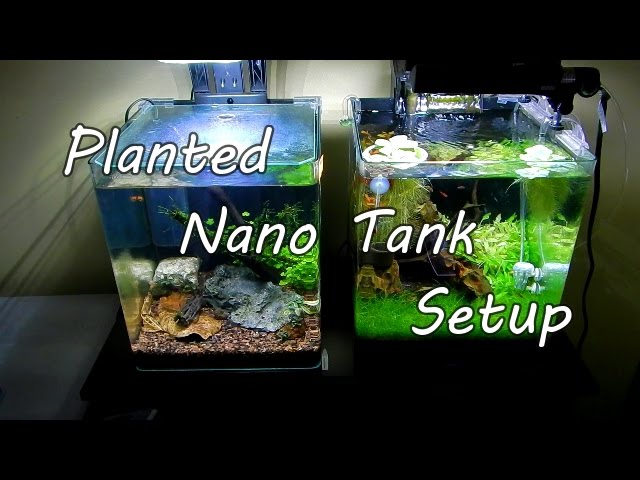 Planted Nano Tank Setup