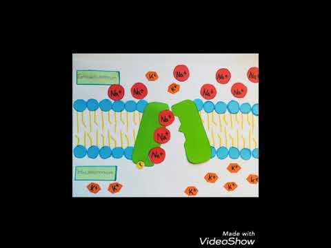 2019 - Stofftransport durch Biomembranen - Ionenpumpe