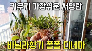 키우기 가장 쉬운 서양란 디네마!! 바닐라 향기나는 서양란 디네마!! Dinema polybulbon