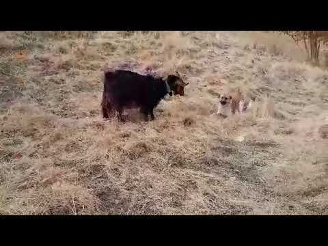 Goat's reaction to dog, please subscribe❤️❤️❤️❤️👍