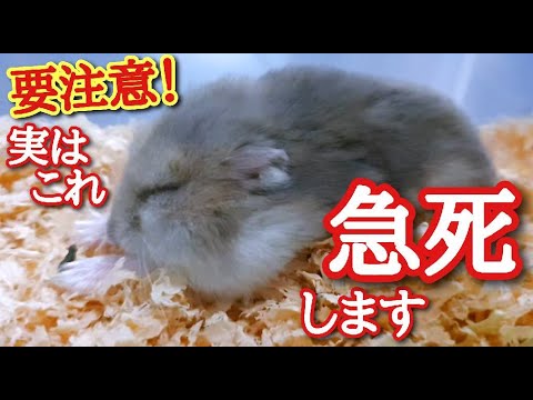 あなたの庭で鳥が何を食べるかを調べてください！種、果物、その他たくさんの驚きがあります!  庭園