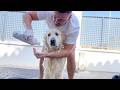 Golden Retriever Reacts To Take A Bath Outdoor Bailey Loves It