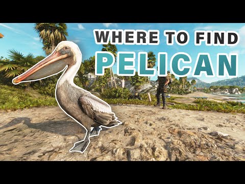 How and WHERE to Feed the Pelicans ► Far Cry 6