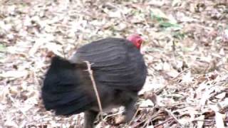 preview picture of video 'Brush Turkey at Lane Cove River Tourist Park Sydney. Lane Cove National Park'