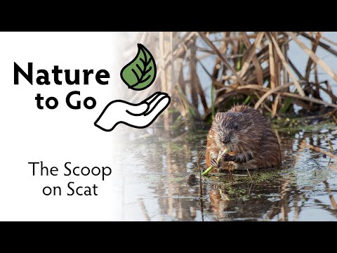 #NatureToGo | The Scoop on Scat