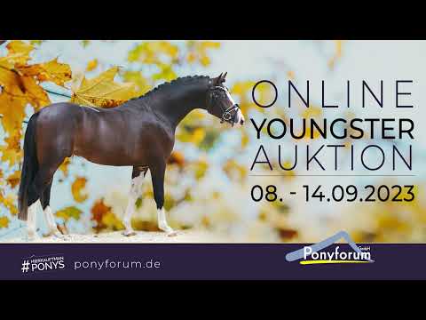 Negroni Hengst 2021 v. Neverland / Black Jack