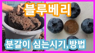 블루베리 나무 분갈이 및 심는시기와 방법들~블루베리묘목,가지치기 전지 전정 조경수,관상수,정원수
