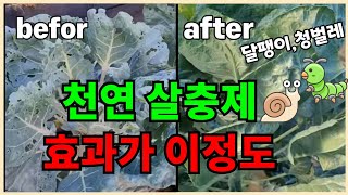 천연살충제.해충기피제 뿌린후 열무,양배추 효과 리얼 후기 님오일,님케이크,커피박